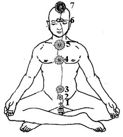 yogi